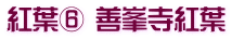 紅葉⑥ 善峯寺紅葉