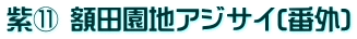 紫⑪ 額田園地アジサイ(番外)