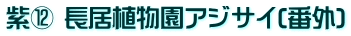 紫⑫ 長居植物園アジサイ(番外)