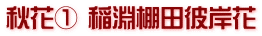 秋花① 稲淵棚田彼岸花