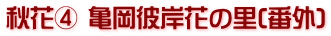 秋花④ 亀岡彼岸花の里(番外)
