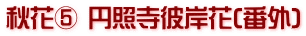 秋花⑤ 円照寺彼岸花(番外)