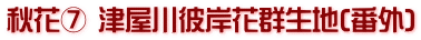 秋花⑦ 津屋川彼岸花群生地(番外)