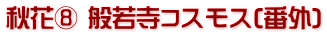 秋花⑧ 般若寺コスモス(番外)