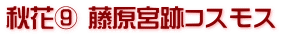 秋花⑨ 藤原宮跡コスモス
