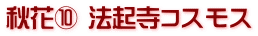 秋花⑩ 法起寺コスモス