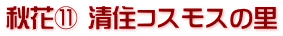 秋花⑪ 清住コスモスの里