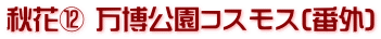 秋花⑫ 万博公園コスモス(番外)