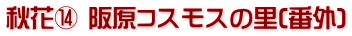 秋花⑭ 阪原コスモスの里(番外)