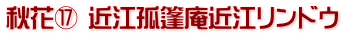 秋花⑰ 近江孤篷庵近江リンドウ
