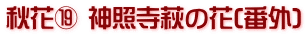 秋花⑲ 神照寺萩の花(番外)