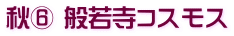 秋⑥ 般若寺コスモス