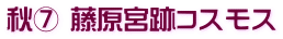 秋⑦ 藤原宮跡コスモス