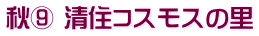 秋⑨ 清住コスモスの里