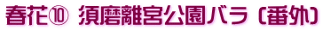春花⑩ 須磨離宮公園バラ (番外)