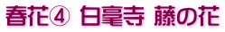 春花④ 白毫寺 藤の花