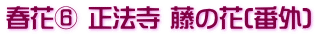 春花⑥ 正法寺 藤の花(番外)
