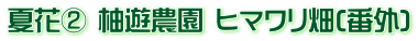 夏花② 柚遊農園 ヒマワリ畑(番外)