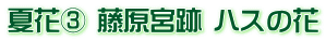 夏花③ 藤原宮跡 ハスの花