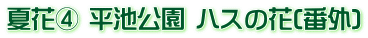 夏花④ 平池公園 ハスの花(番外)