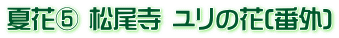 夏花⑤ 松尾寺 ユリの花(番外)