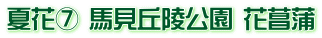 夏花⑦ 馬見丘陵公園 花菖蒲