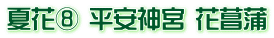 夏花⑧ 平安神宮 花菖蒲