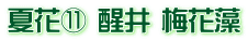 夏花⑪ 醒井 梅花藻