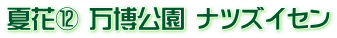 夏花⑫ 万博公園 ナツズイセン