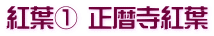 紅葉① 正暦寺紅葉