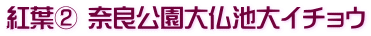紅葉② 奈良公園大仏池大イチョウ