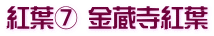 紅葉⑦ 金蔵寺紅葉