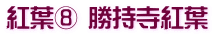 紅葉⑧ 勝持寺紅葉