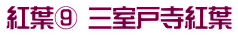 紅葉⑨ 三室戸寺紅葉