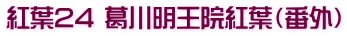 紅葉24 葛川明王院紅葉（番外）
