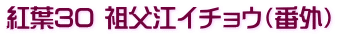 紅葉30 祖父江イチョウ（番外）
