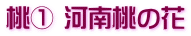 桃① 河南桃の花