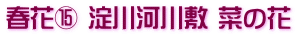 春花⑮ 淀川河川敷 菜の花