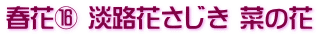 春花⑯ 淡路花さじき 菜の花