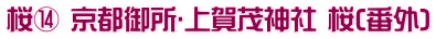 桜⑭ 京都御所･上賀茂神社 桜(番外)