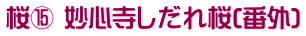 桜⑮ 妙心寺しだれ桜(番外)
