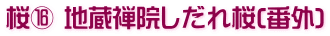 桜⑯ 地蔵禅院しだれ桜(番外)