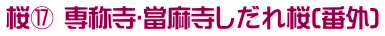 桜⑰ 専称寺･當麻寺しだれ桜(番外)