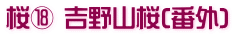 桜⑱ 吉野山桜(番外)