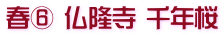 春⑥ 仏隆寺 千年桜