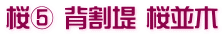 桜⑤ 背割堤 桜並木