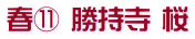 春⑪ 勝持寺 桜