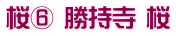 桜⑥ 勝持寺 桜