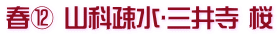 春⑫ 山科疎水･三井寺 桜