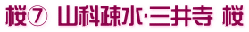 桜⑦ 山科疎水･三井寺 桜